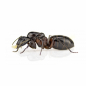 Preview: Camponotus herculeanus (Schwarze Rossameise)